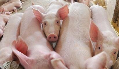 購置瘦肉精檢測儀比第三方檢測更便宜嗎？