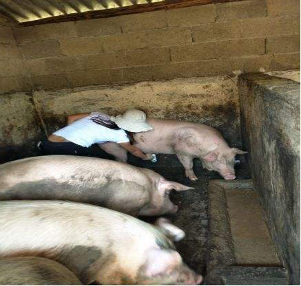 我國食品中獸藥殘留限量標(biāo)準(zhǔn)增至2191項(xiàng)