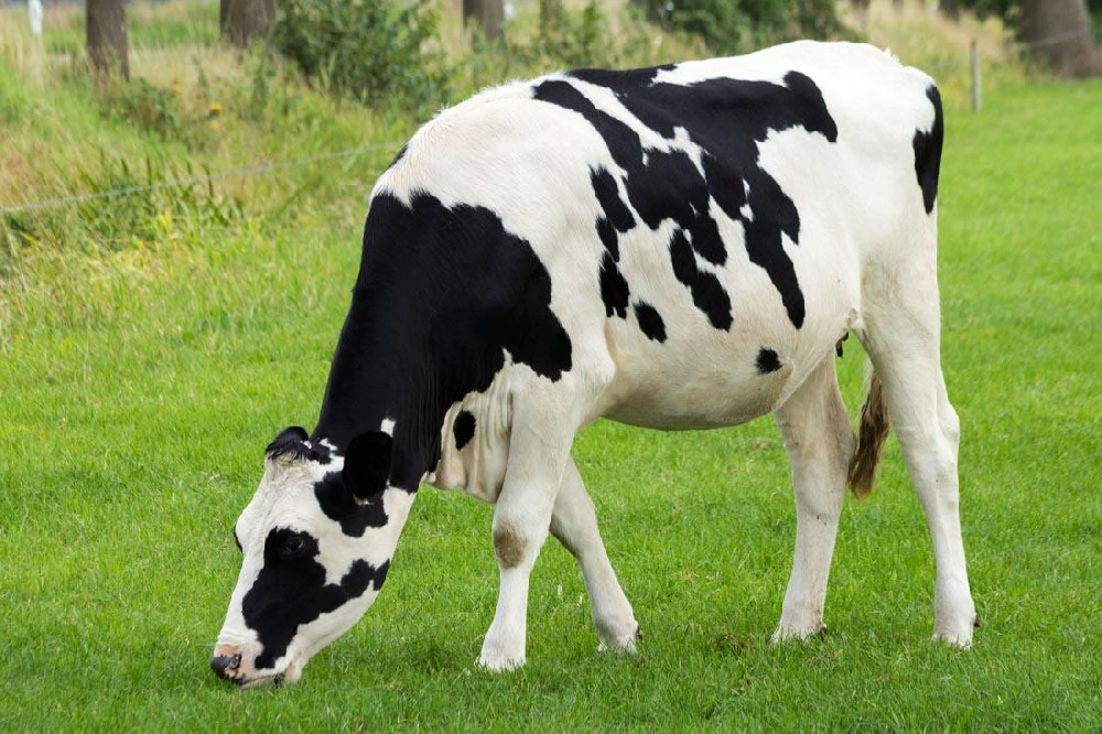 奶牛發(fā)燒用藥，獸藥殘留檢測儀幫你檢測是否超標(biāo)