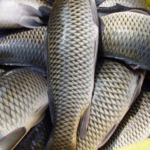 草魚中檢測(cè)出獸藥殘留，為什么水產(chǎn)品頻頻中招