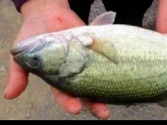 水產(chǎn)養(yǎng)殖中檢測(cè)出非法添加的孔雀石綠，怎么看？