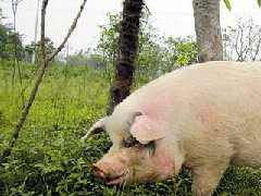 死豬肉流入市場，檢察機(jī)關(guān)正式進(jìn)入調(diào)查