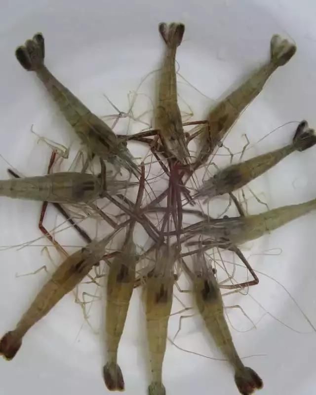 農(nóng)貿(mào)市場中出售的河蝦、鴨肫獸藥殘留超標(biāo)，購買時(shí)一定要注意