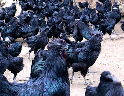 烏雞中檢測出獸藥殘留，你還敢吃嗎