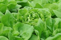 農(nóng)殘快速檢測儀對同植株的檢測結(jié)果一致嗎？