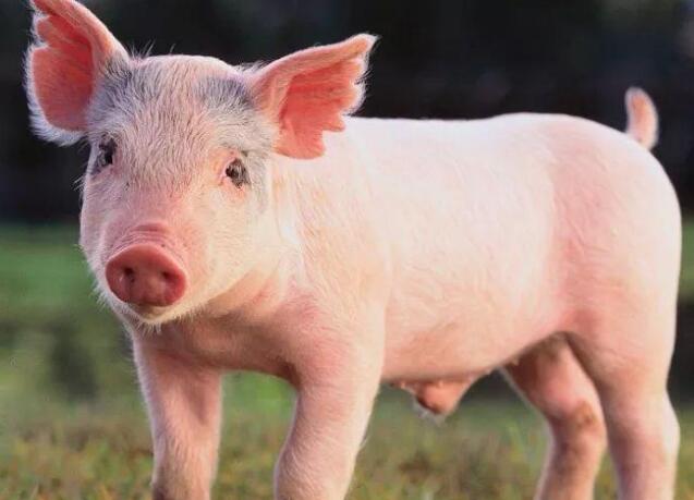 獸藥殘留檢測(cè)儀