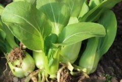 農(nóng)藥殘留速測(cè)儀可以規(guī)范農(nóng)藥的使用嗎？