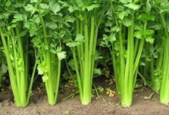 農(nóng)殘快速檢測儀廠家哪個好？山東云唐科技