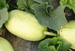 食品安全速測儀有哪些應(yīng)用場景？