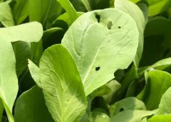 農(nóng)殘快速檢測(cè)儀避免農(nóng)藥過量使用